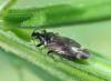 Anthocoris sarothamni